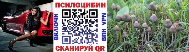 где купить наркоту  Дивногорск  Псилоцибиновые грибы Psilocybe 
